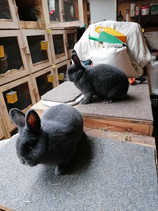 Króliki Wiedeńskie niebieskie