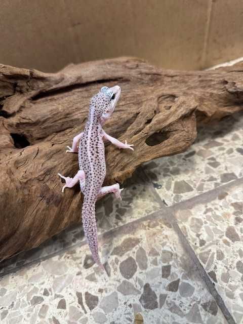 gekon lamparci blizzard GRUBY KOCUR sklep zoologiczny rzeszów