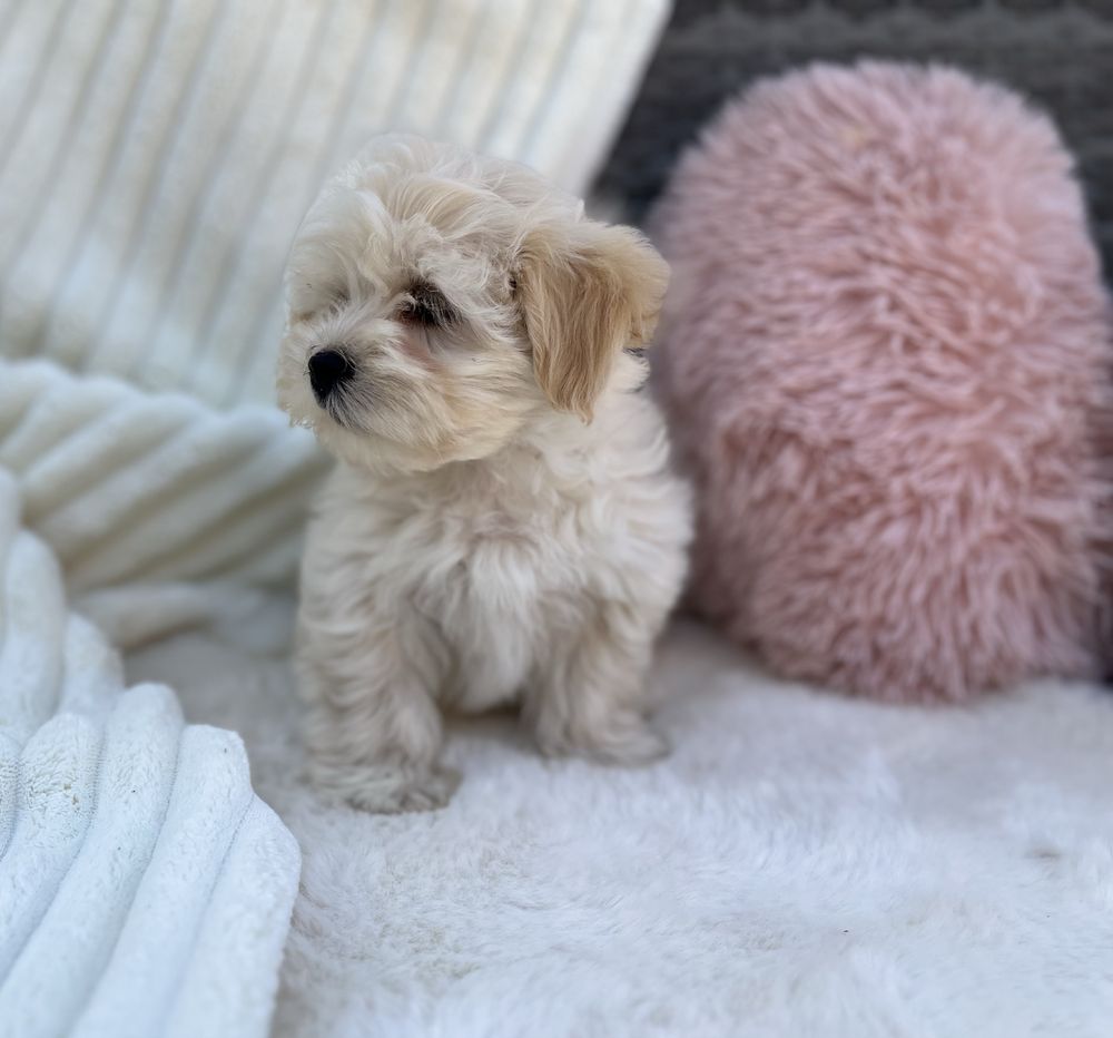 Hawańczyk -Havanese