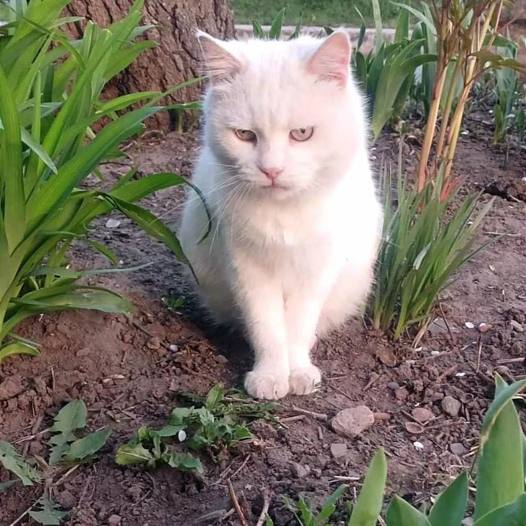 Отдам белую кошку,  стерилизована, привита, 2 года