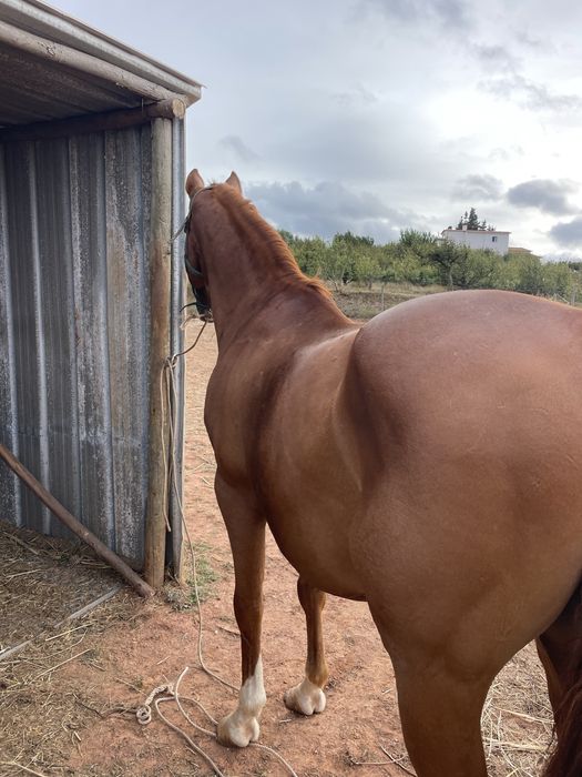 Cavalo capado montado e engatado