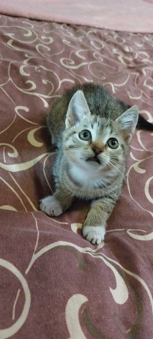 Отдам котенка в добрые руки