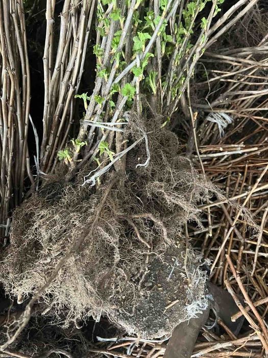 Саженцы клубники 25 сортов — от производителя, опт/розница