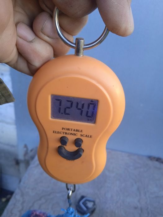 Olbrzym belgijski szary