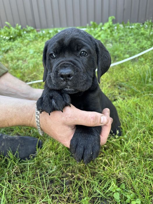 Кане корсо песики