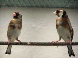 Varias aves anilhadas 2024/2025