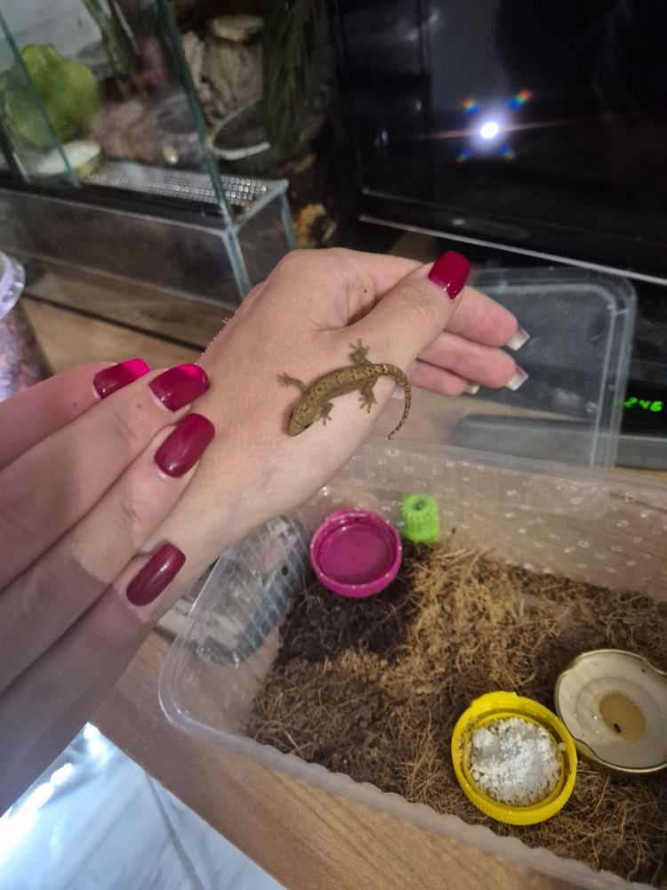 Sprzedam gekony płaczące