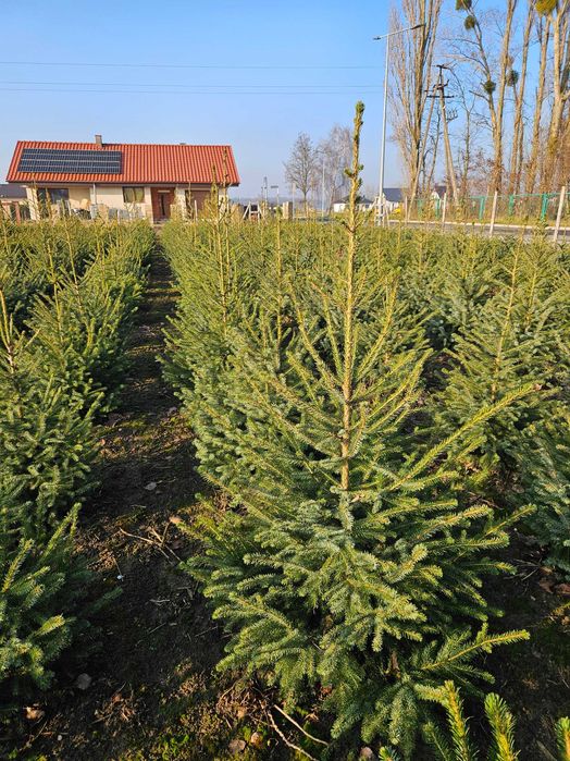 Choinka Bożonarodzeniowa Jodła Świerk Pospolity Srebrny Serbski WLKP