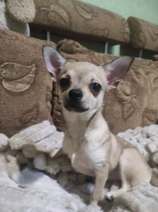 МИЛАШКА чихуашечка!!!