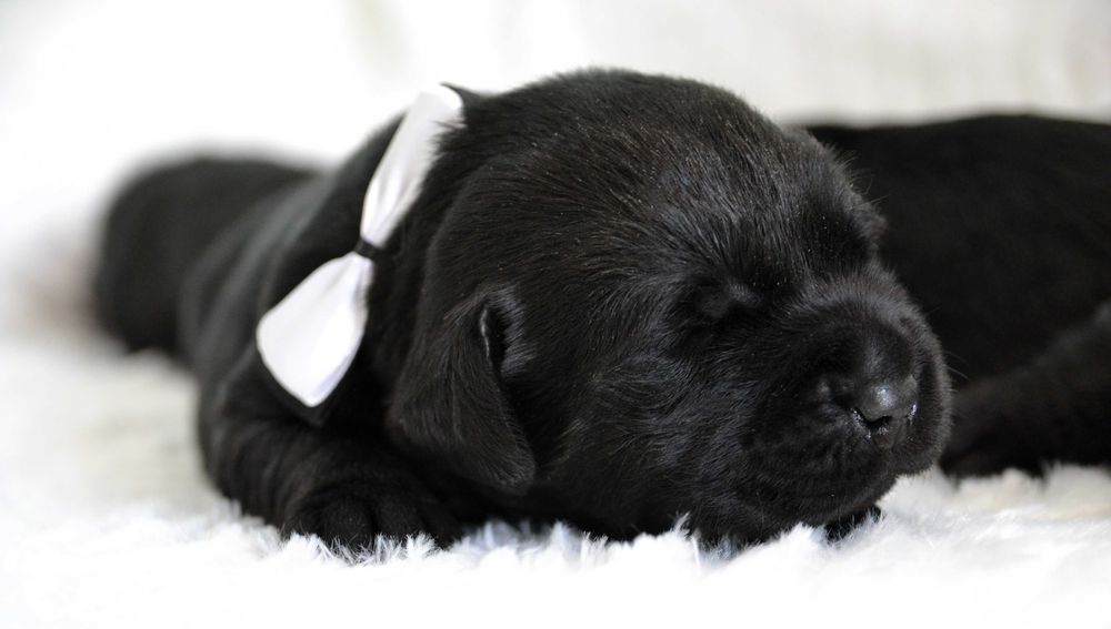 Cudowny szczeniak Labrador Retriever FCI