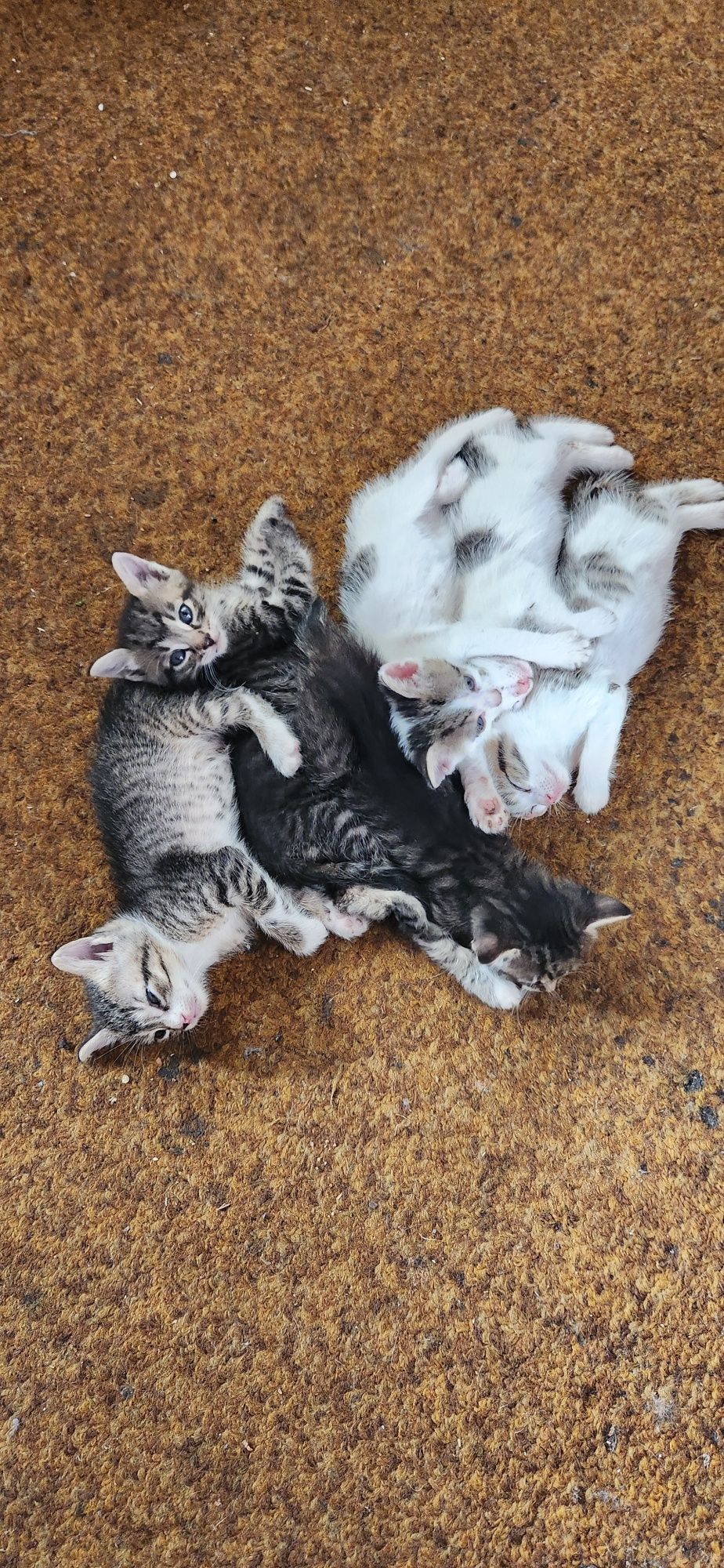 Шестеро котят. Бесплатно.
