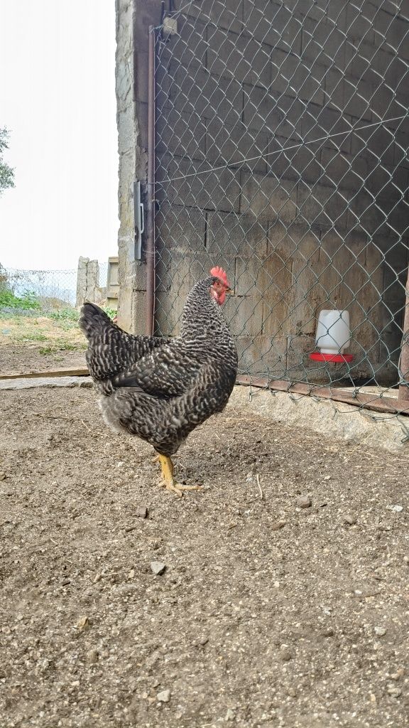 Ovos caseiros (não galados)