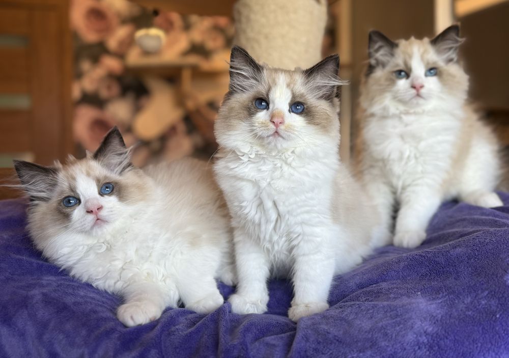 Sleepy i Spaiki kocieta Ragdoll