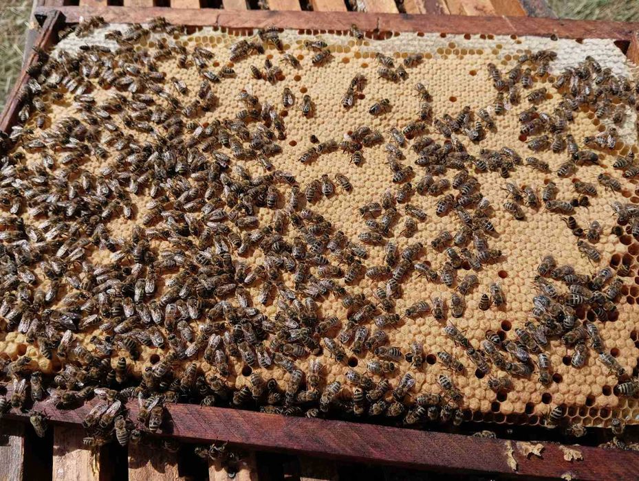 Продати бджолопакети