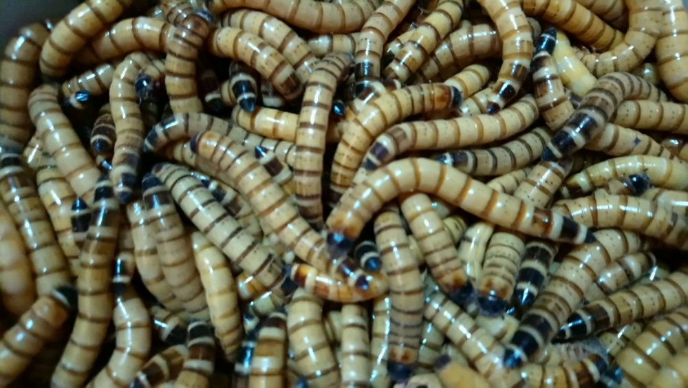 Zophoba morio / Superworms / Tenebrio gigante - Alimento vivo