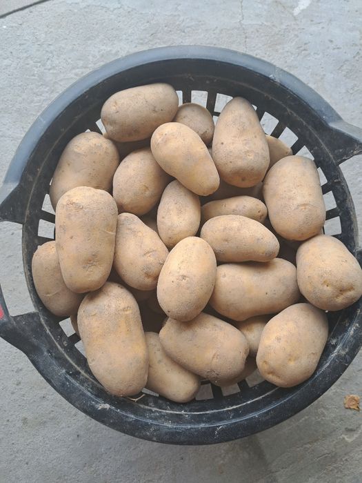 Ziemniaki Queen Anne