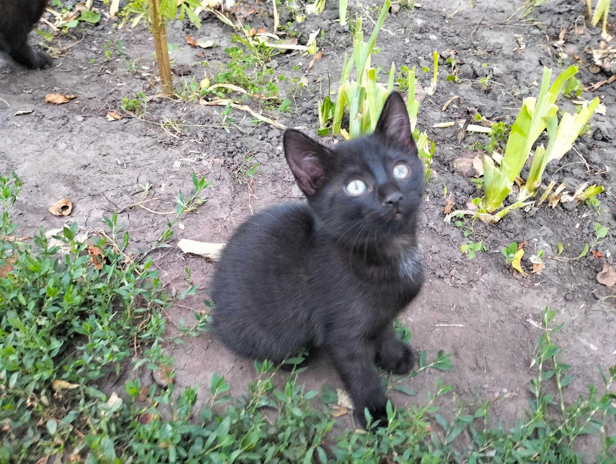Віддам в добрі руки кошеня, котеня, котенята Рокитне