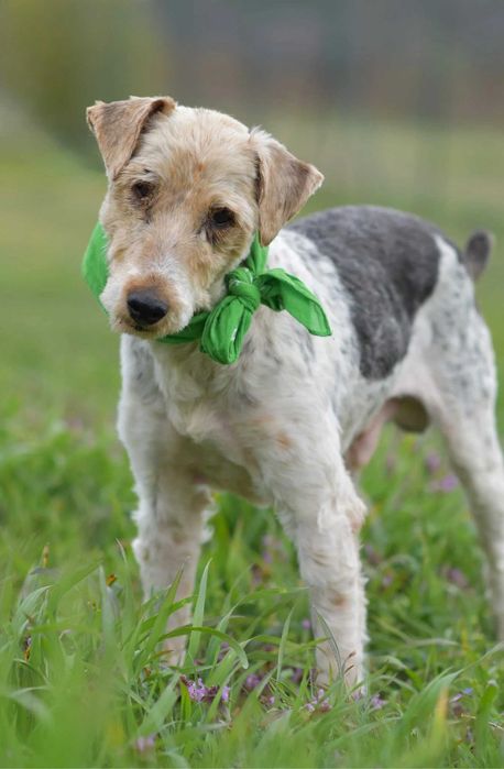 Electro szuka odpowiedniego domu