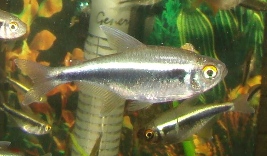 Neon czarny bystrzyk axelroda