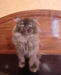 Шоколадный Шотландский котёнок