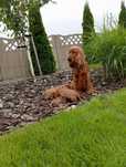 Cocker spaniel angielski szczeniak