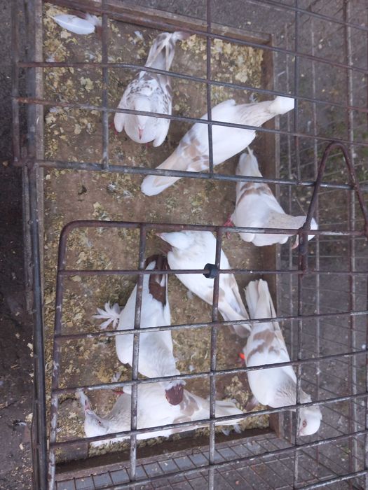 Sprzedam lot  gołębi