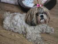Shih tzu oddam w dobre ręce