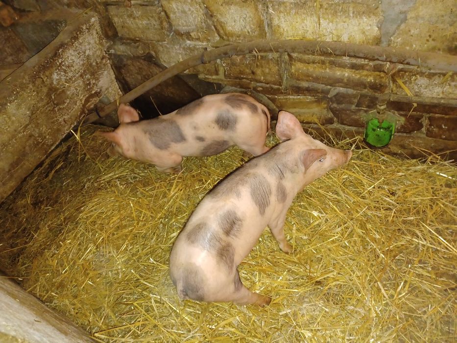 Prosięta mięsne waga ponad 30 kilo