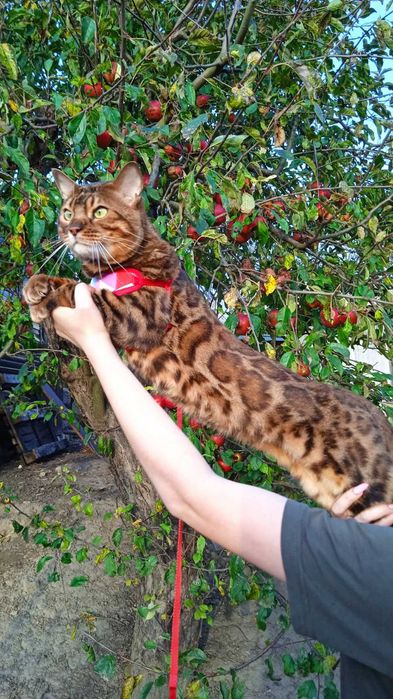 Бенгальский котенок девочька