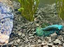 Bojownik alien green