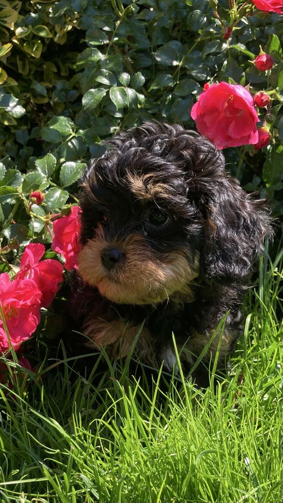 Cavapoo piesek czarno-podpalany