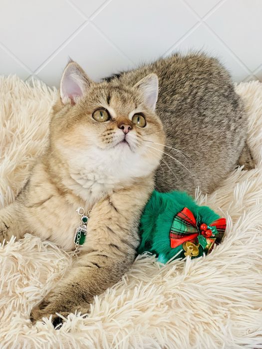 Британська золота шиншилла