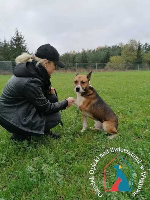 Fajny przyjazny piesek szuka domu! Adoptuj!