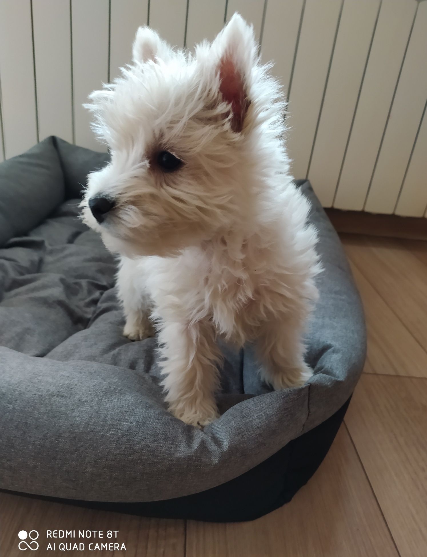 Piesek West highland white terrier