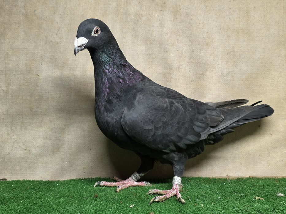 Gołębie pocztowe tygrysy