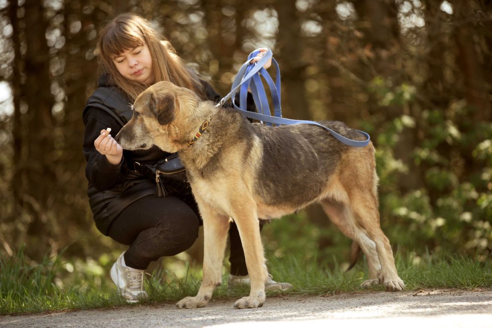 Wspaniała duża starsza sunia Inira szuka bezpiecznego domu