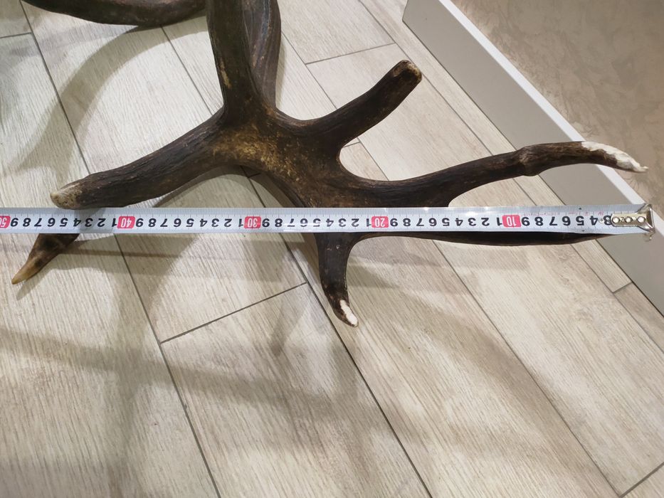 Роги оленячі 2025 року