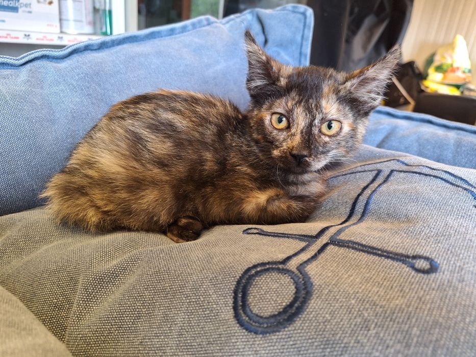 Tiana, para adoção