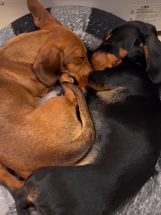 Малюки із ветпаспортом