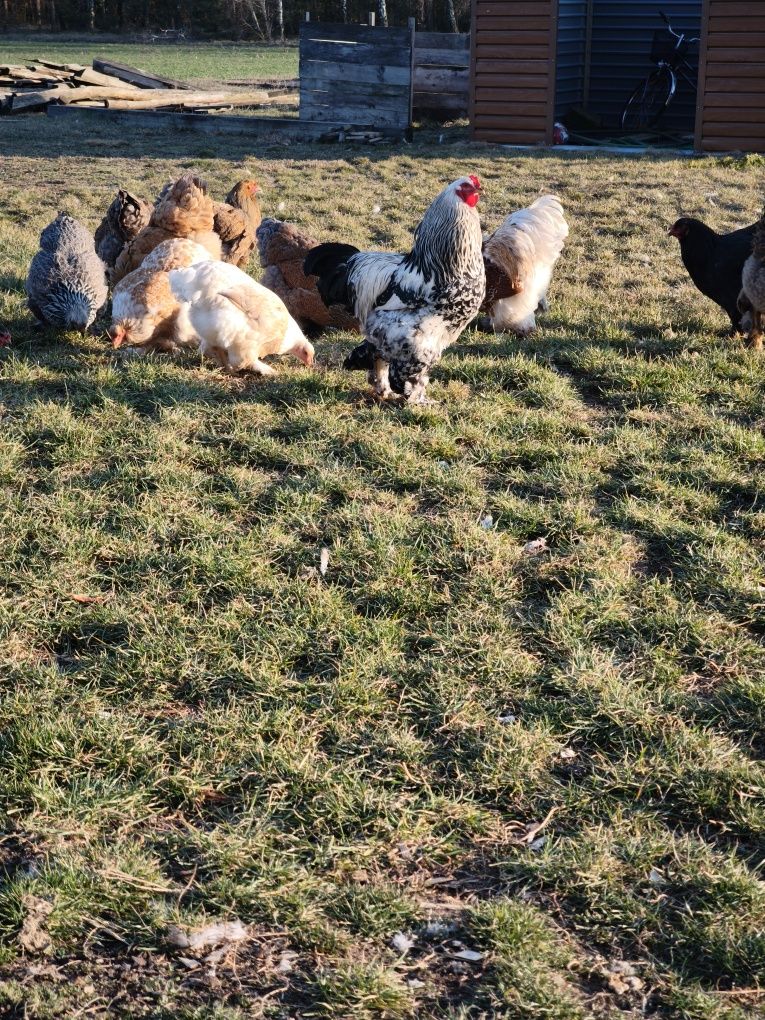 Brahmy Brahma Olbrzymia pisklęta kurczęta