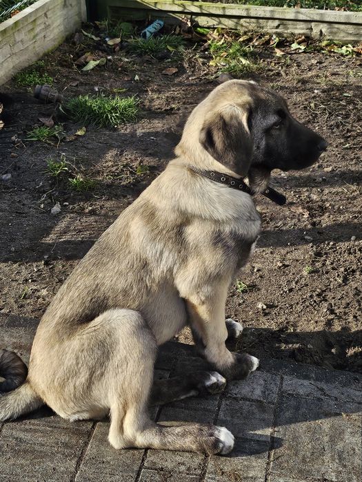 Kangal chlopiec FCI