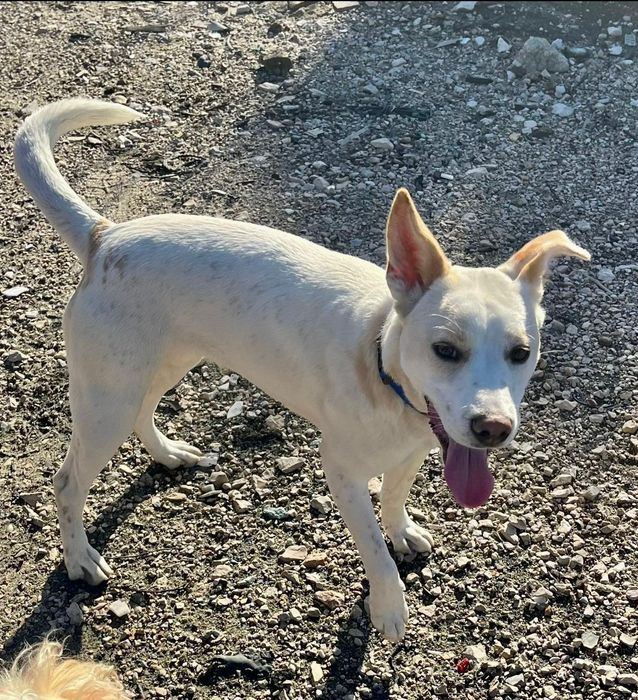 Cadelinha bebe para adopção