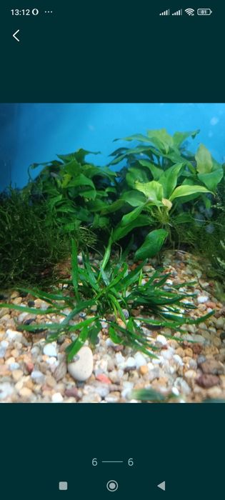 Мох f. Taxifolius, камерун