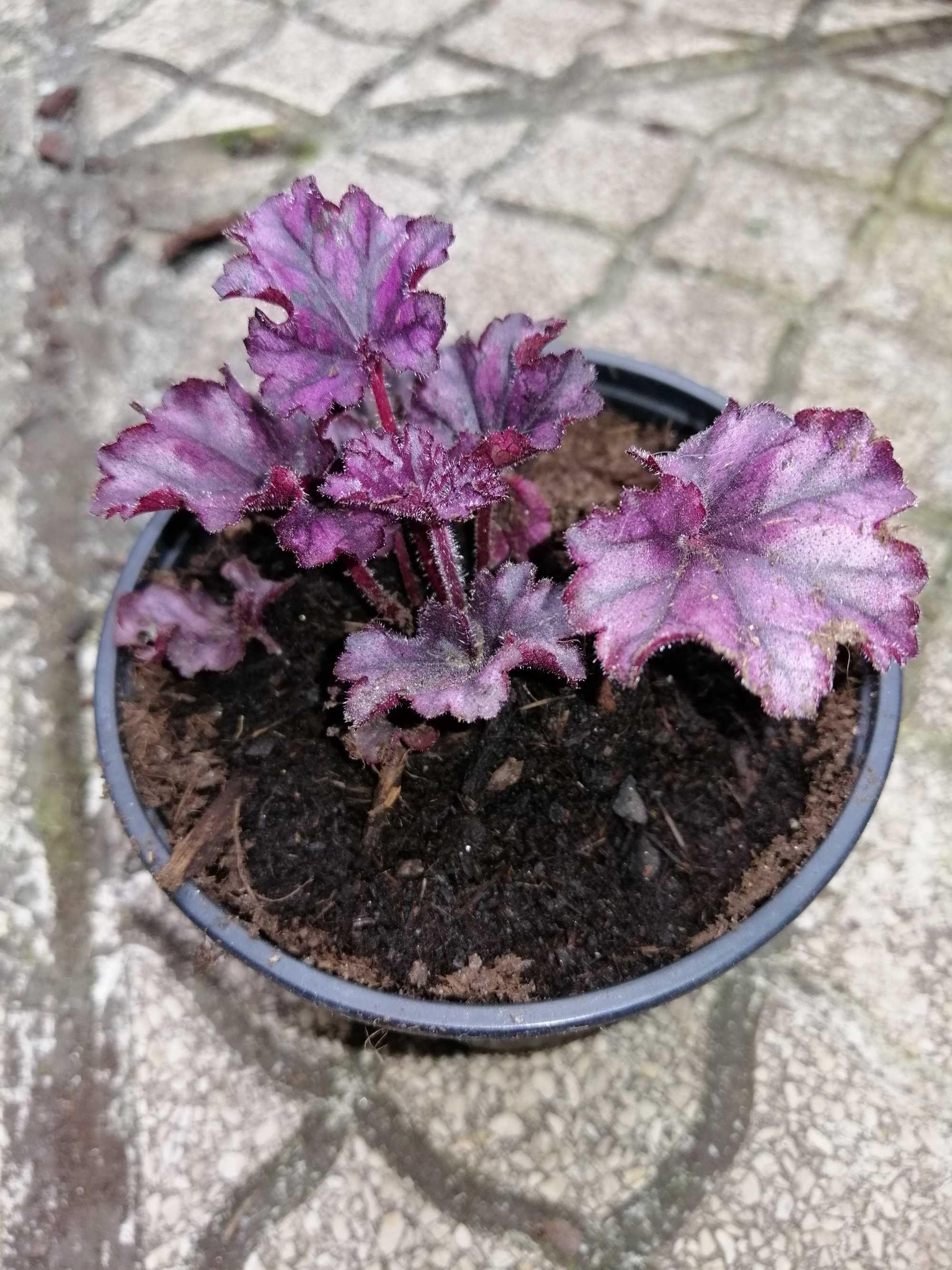 Heuchera  Forever Purple