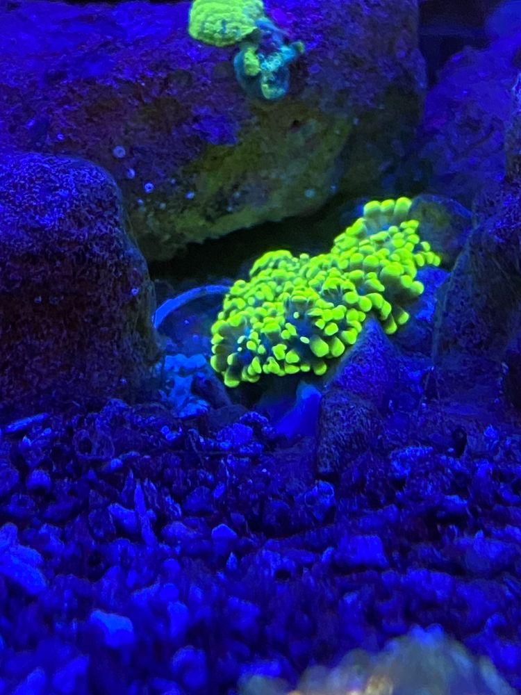 Ricordea florida koralowiec _akwarium morskie!