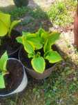 Funkia,hosta  ogrodowa