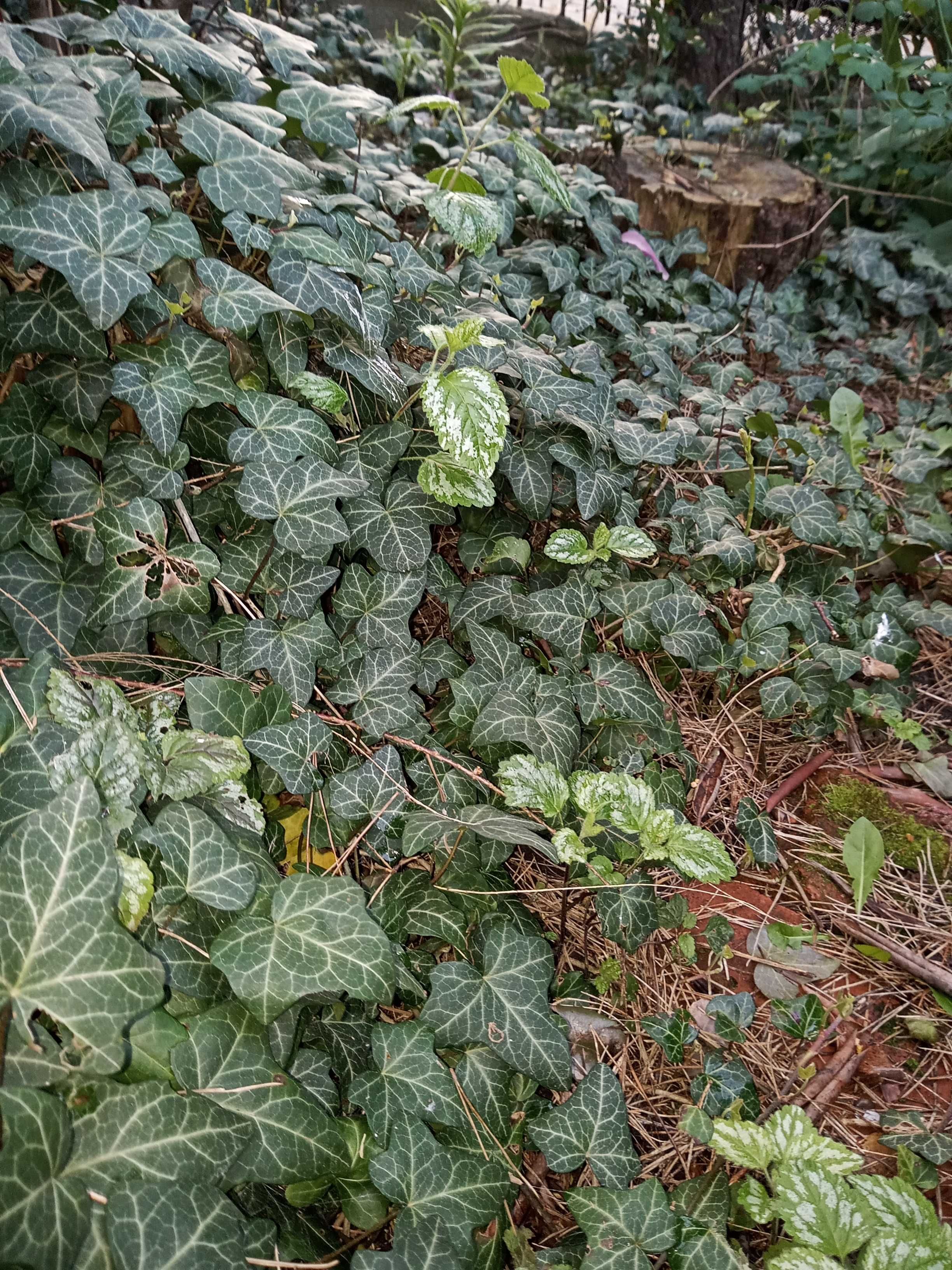 Zioła,rośliny ogrodowe kwiatowe, wierzbę "Hakuro Nishiki",oregano-lebi