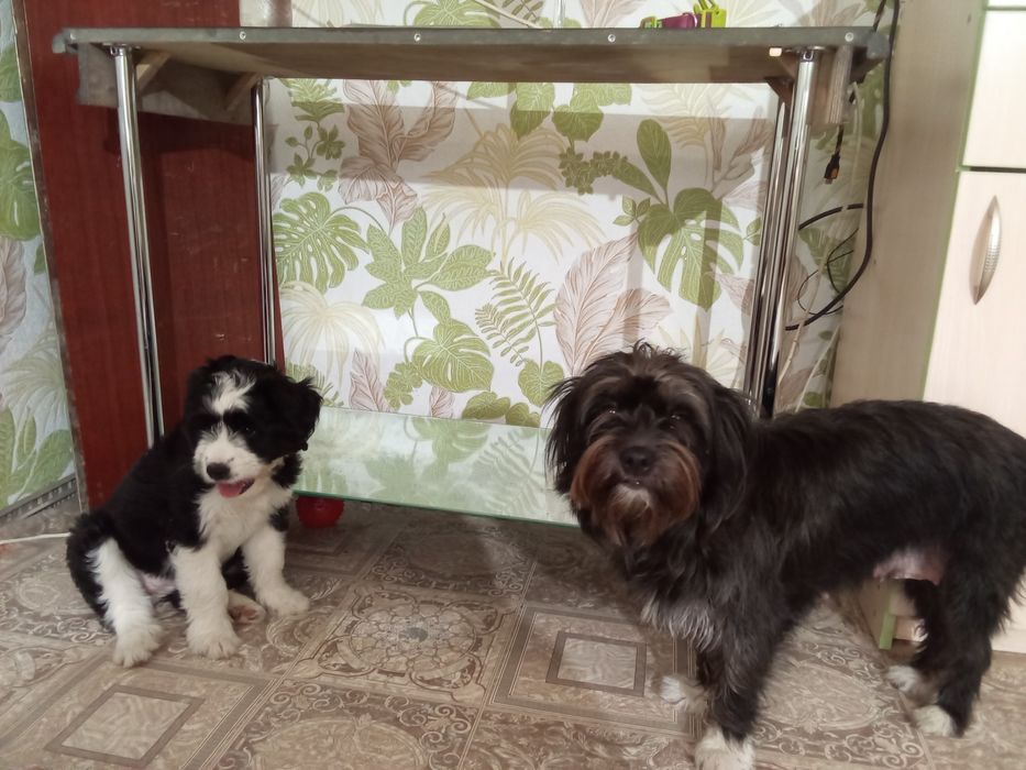 Цуценята-метiси шукають люблячу родину