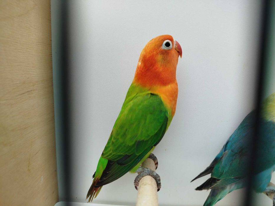 Papużki nierozłączki