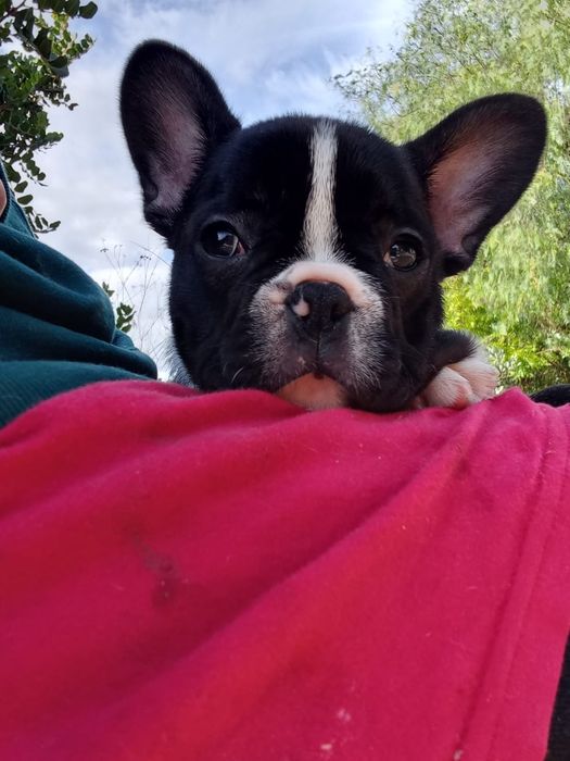 Bulldog Francês Fêmea